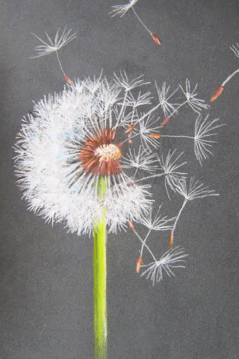 Pastellbild Pusteblume – Pastellmalerei Jena, Christiane Odefey