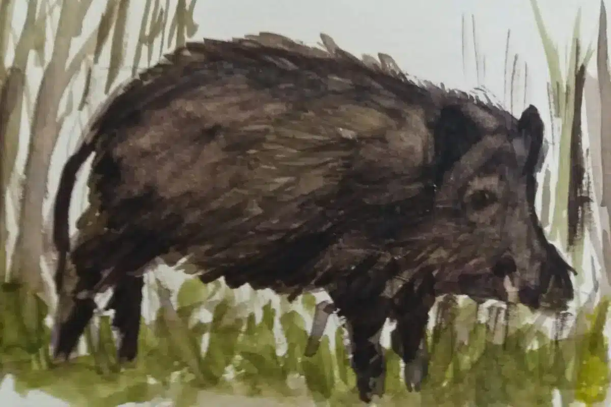 Aquarell Wildschwein in der Wiese – Christiane Odefey