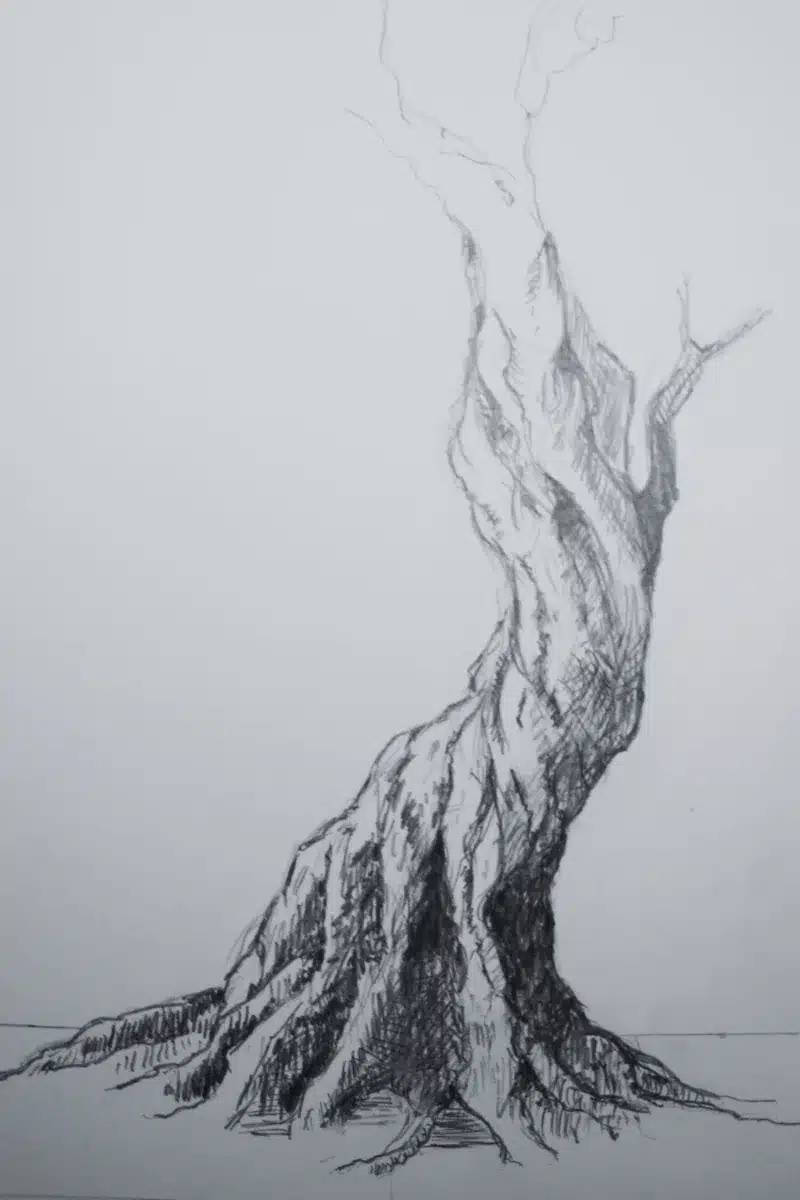 Bleistiftzeichnung knorriger Baum – Susanne Odefey