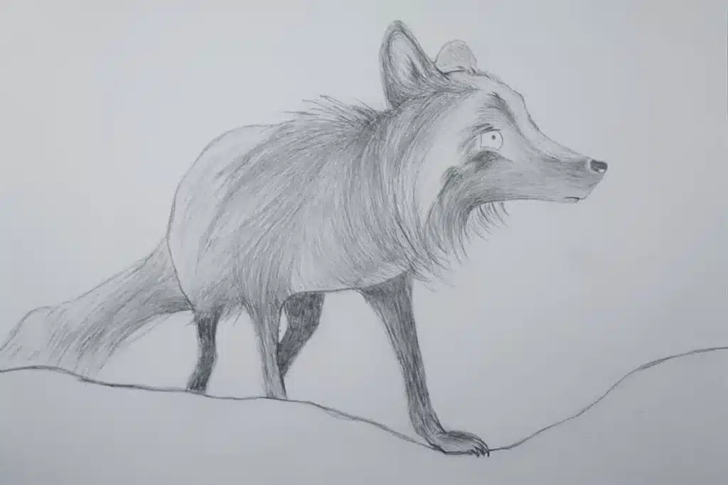Bleistiftzeichnung Silberfuchs "Kurt" – Zeichnungen Dresden, Susanne Odefey